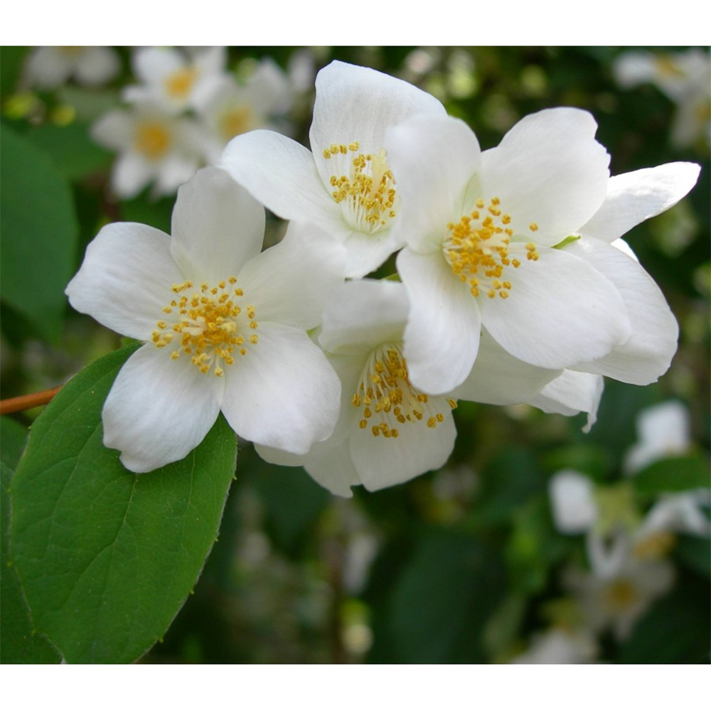 CANDELA PROFUMATA GIARA PICCOLA MINT GELSOMINO E LILLA 400gr profumazione florale 80h durata